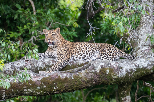leopard resting on the tree