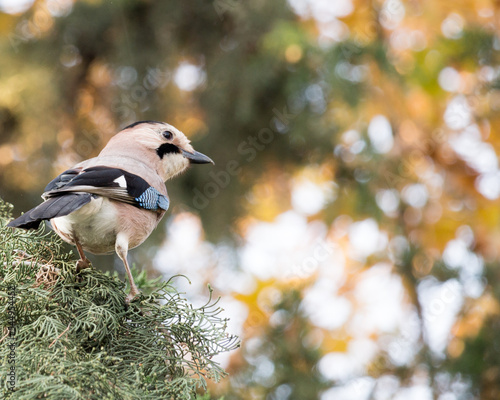 Eurasian jay (Garrulus glandarius) photo