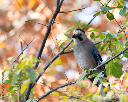 Eurasian jay (Garrulus glandarius) photo