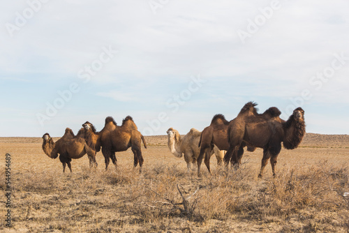 Bactrian camels in the Kazakhstan steppe