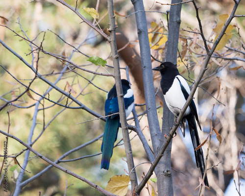 Eurasian magpie ( pica pica )