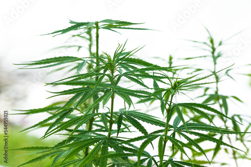 Cannabis plant on a white background,Young healthy cannabis plant isolated on white background