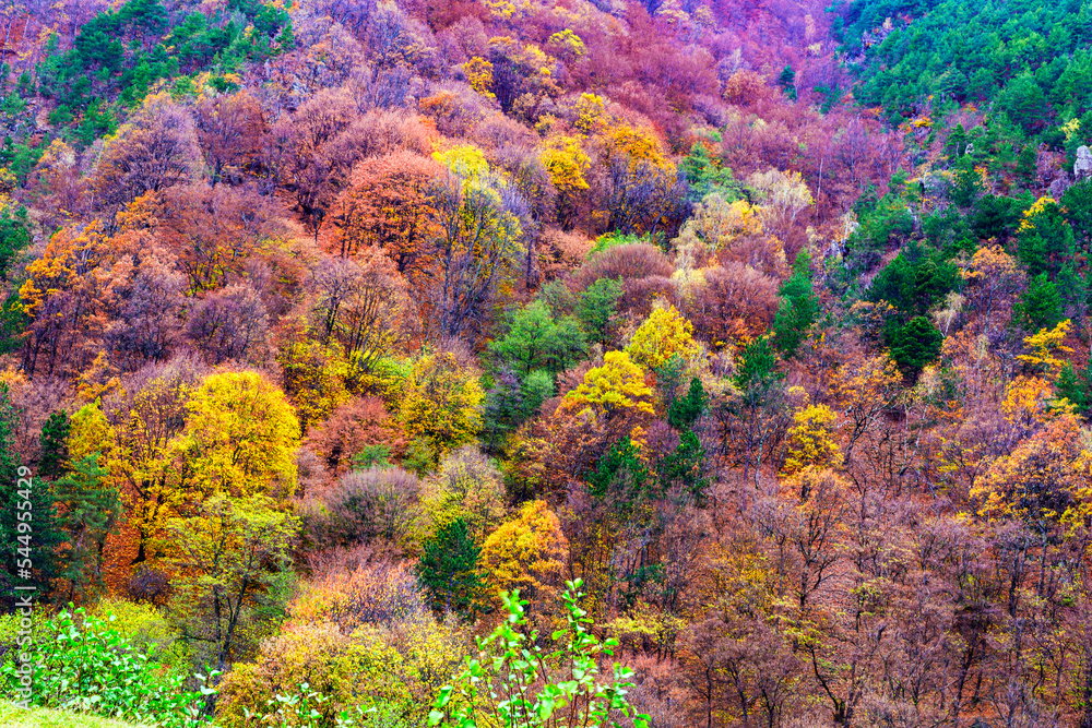 Beautiful autumnal landscape in the forest