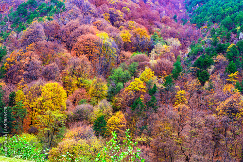 Beautiful autumnal landscape in the forest