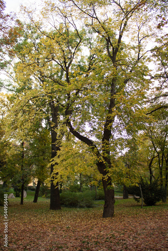 walking in the autumn park