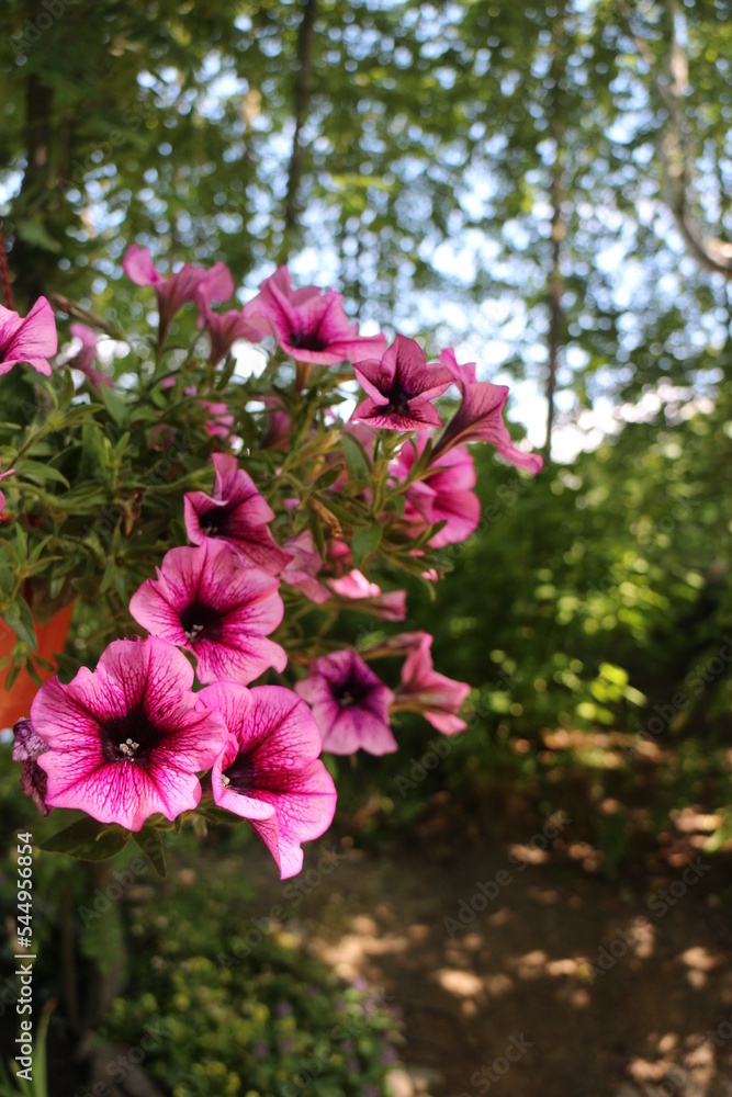 Fototapeta premium Surfinia red-pink color Vein petunia flowers in bloom blurred background