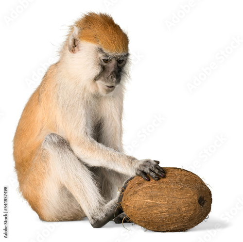 Photography Monkey Sitting With Coconut - Isolated