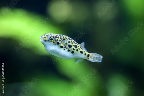 Ein kleiner Süßwasser Kugelfisch im Aquarium.
 photo