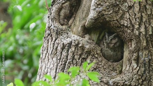 Indian Scops Owl or Otus bakkamoena resting in a nest in Ranthambore National Park Forest Reserve Rajasthan India.