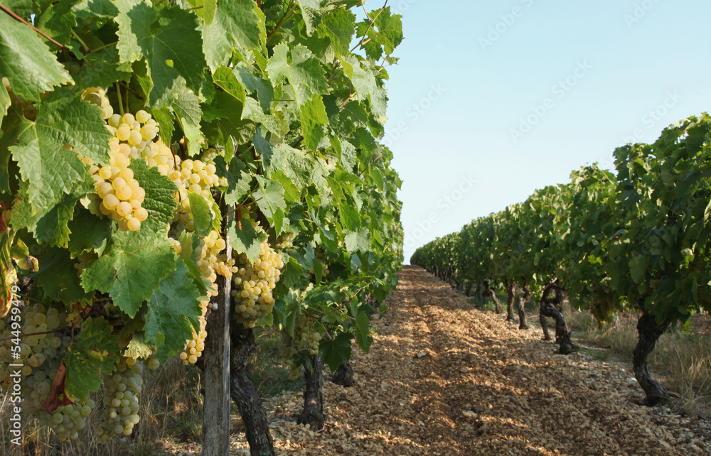 Vignoble raisin blanc en Charente