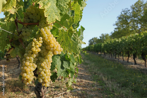 Vignoble raisin blanc en Charente