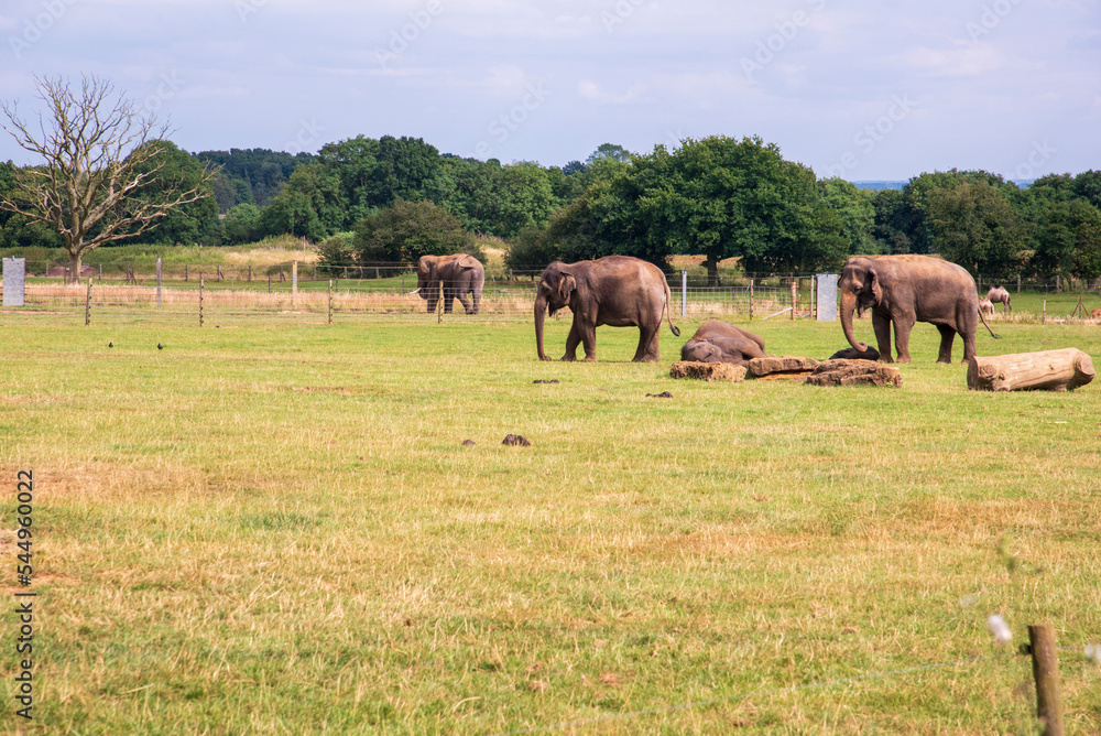 The Elephants at Whipsnade Zoo