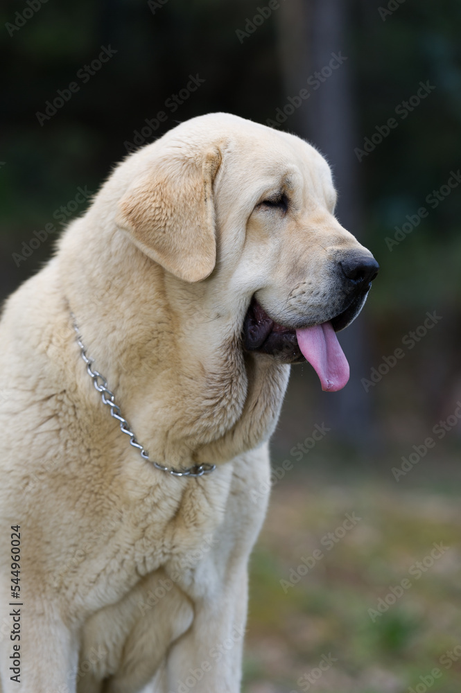 Spanish mastiff purebred dog with yellow color coat standing on the grass