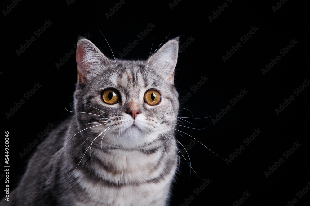 british striped cat on black background. cat portrait in photo studio