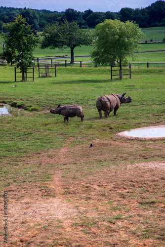 One adult and one baby Rhino in the field at Whipsnade Zoo photo