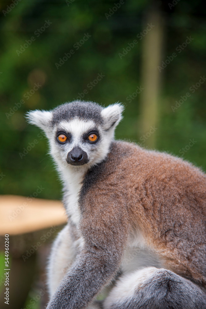 Ring Tail Lemur at Whipsnade Zoo