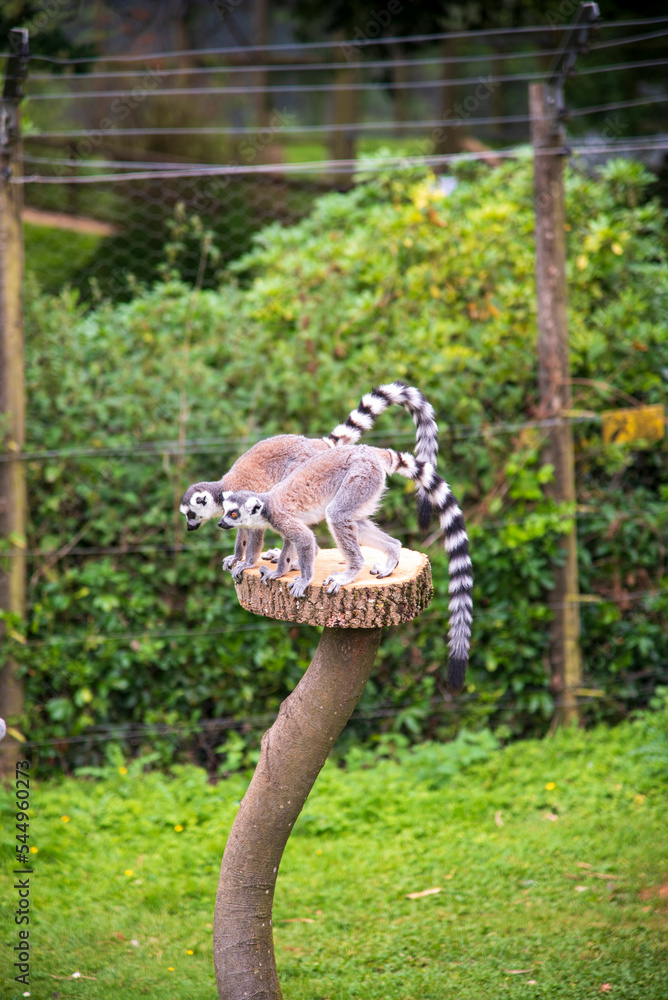 Ring Tail Lemurs at Whipsnade Zoo