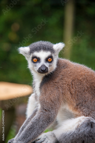 Ring Tail Lemur at Whipsnade Zoo