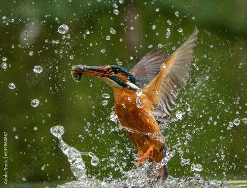 Kingfisher fishing © Malinda