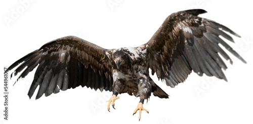 Fotobehang Buzzard Eagle Hunting