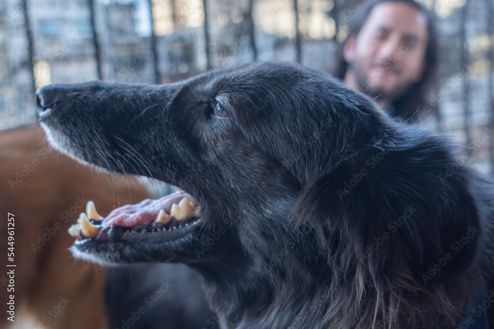 Fototapeta premium Close up of black while owner is looking at him on the balcony. Copy space.