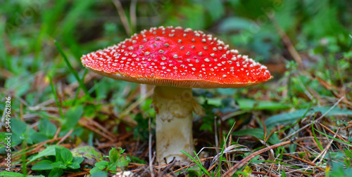 Konstfotografi smurf mushroom