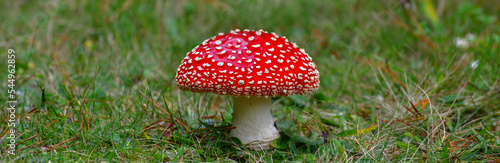 Fotografi red smurf mushroom
