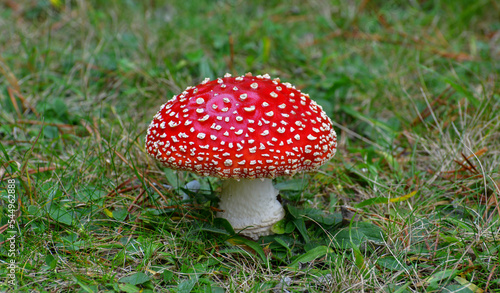 red magic mushroom