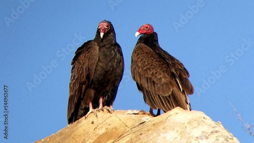 Turkey Vultures Perched on Rock photo