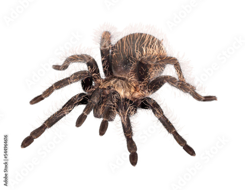 Leinwand Poster Tarantula Spider