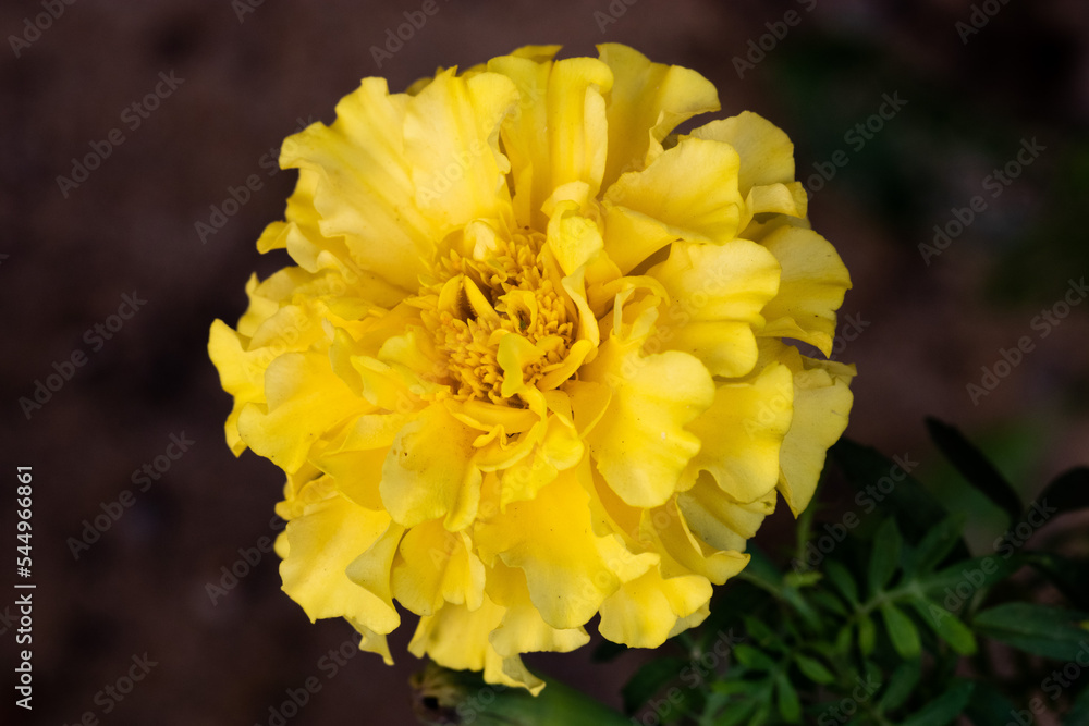 Fototapeta premium yellow dahlia flower