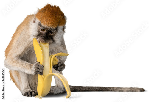 Monkey Eating Banana - Isolated