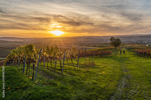 Rheinhessen - Herbstliche Weinberge bei Sonnenuntergang photo