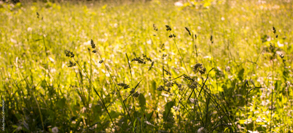 flowering ears of weeds. natural lawn in the bright sun