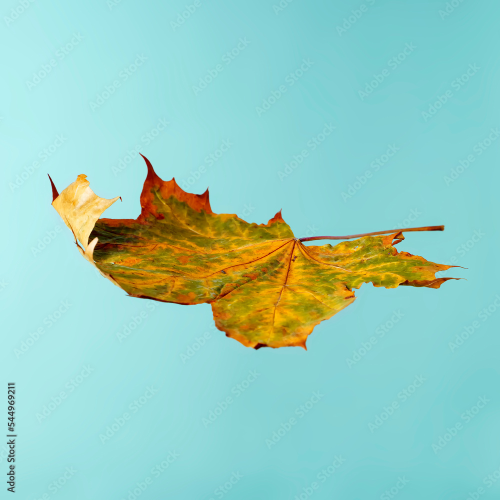 Yellow-green autumn maple leaf levitates on a blue background Yellow-green autumn maple leaf levitates on a blue background