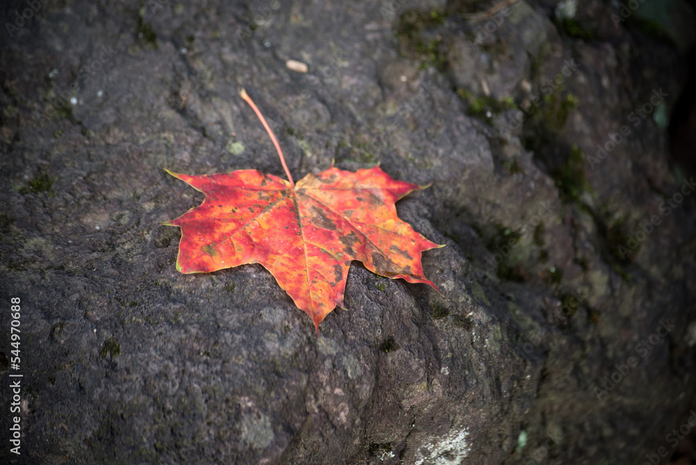 Closeup of red autumnal maple leaf fallen in a public garden