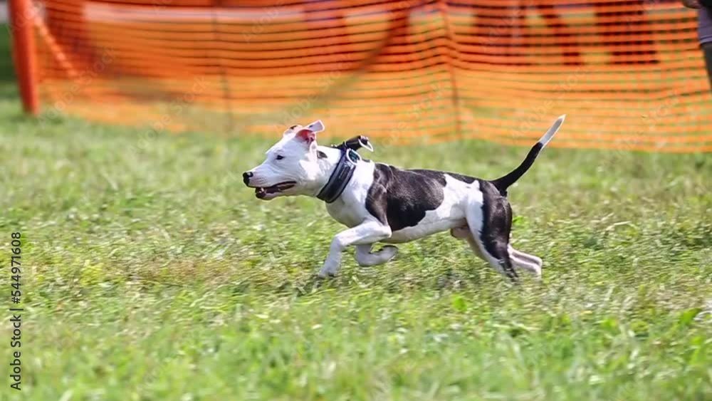 a dog of the American pit bull terrier breed of black and white color plays with a frisbee plate on the green grass, playing with a plate of a domestic dog a dog of the American pit bull terrier breed of black and white color plays with a frisbee plate on the green grass, playing with a plate of a domestic dog