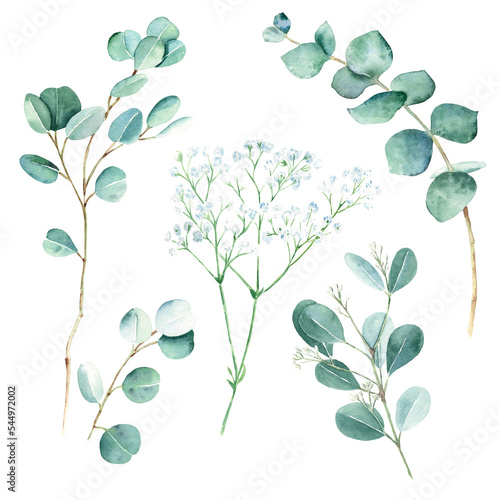 Green eucalyptus and white gypsophila branches. Silver dollar, true blue and seeded eucalyptus. Botanical illustration isolated on white background. Watercolor floral set.
