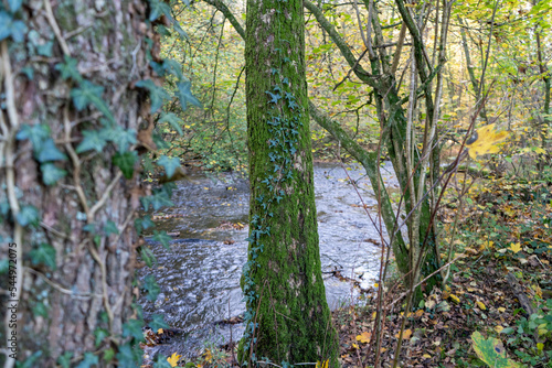 Wald in Odenthal im Herbst