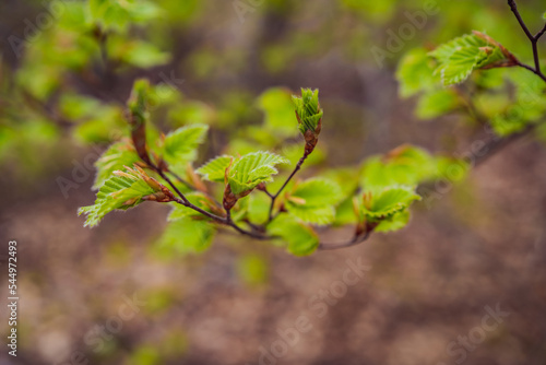 Close-up of young leaves blooming in a natural environment. Selective focus, macro