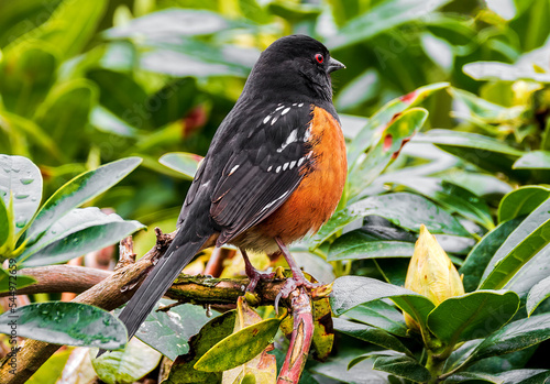 A male spotted towhee rests between a mid-day serenade photo