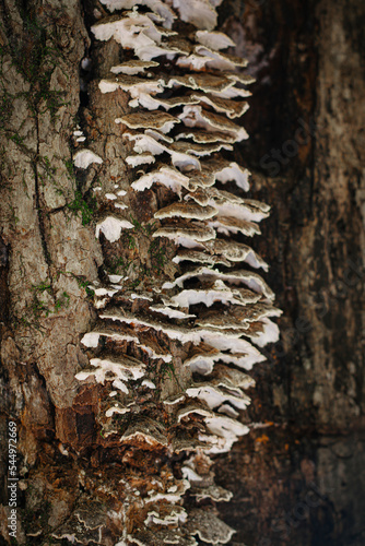 Flat brown and white mushrooms growing on a tree stump in the fall. 