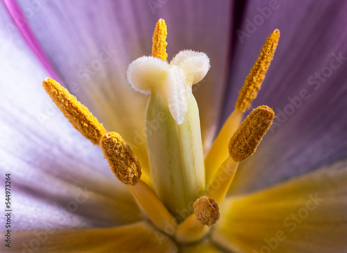 Macro shot of a tulip s stigma  anther and filament. One of six that bloomed indoors from bulb sprouts.