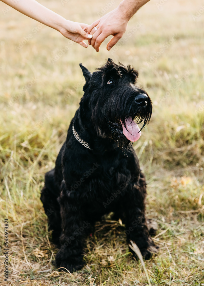 Closeup of a couple holding hands above a black giant schnauzer purebred dog. Closeup of a couple holding hands above a black giant schnauzer purebred dog.
