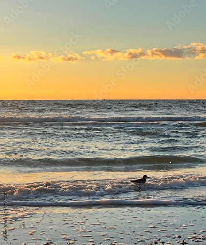 Bird hunting at sunset at the beach