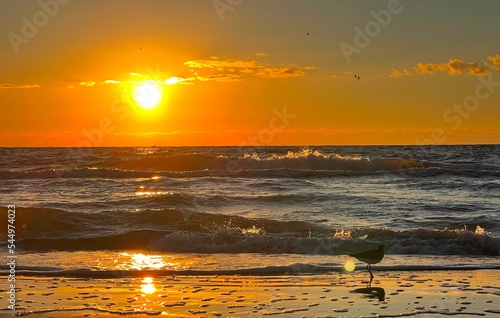 Bird at sunset on the beach