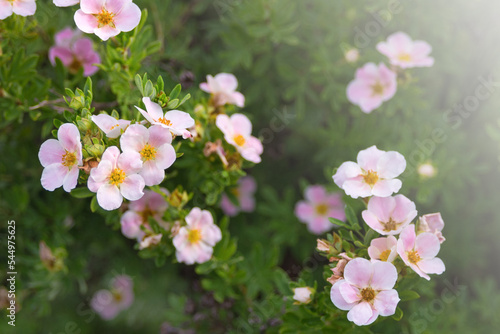 Fényképezés Flowers of the shrub Dasiphora fruticosa