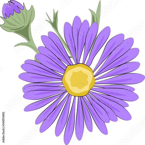 violet flower isolated on white background