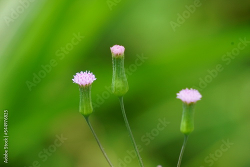 Emilia sonchifolia (lilac tassel flower, Cacalia sonchifolia L.) with natural background. This plant has a special aroma and is often made urap-urap (indonesian salad). indonesian call it tempu wiyang photo