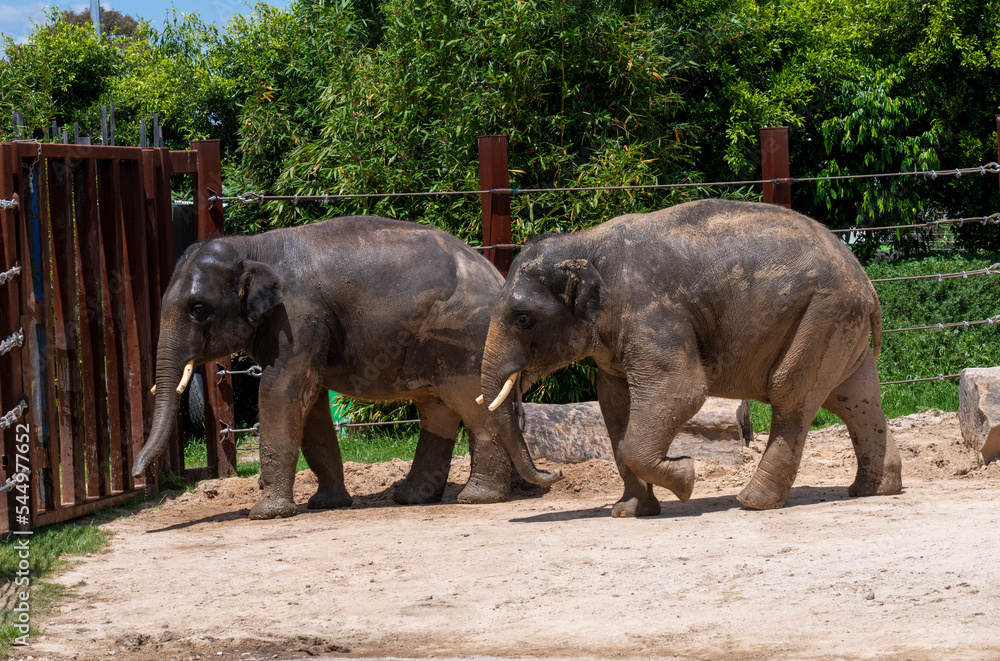 Naklejka premium Asian Elephant (Elephas maximus)